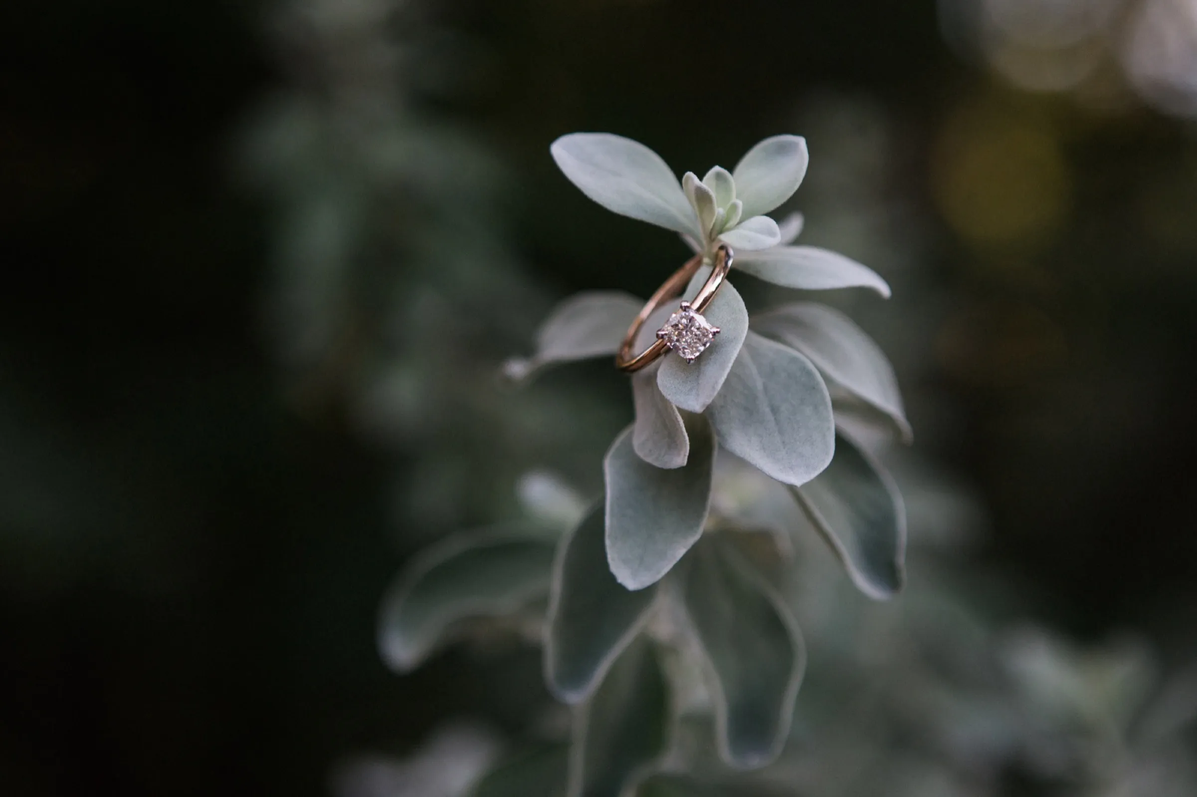 sterling and raven proposal 3 — Jenna Beth Day Photography